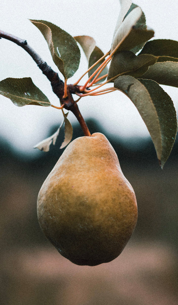 Recipe Orange Wine Poached Pears DEFY